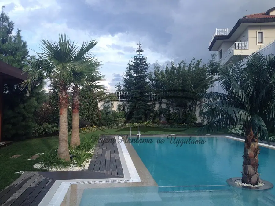 Palmiyeli bahçede havuz ve çim alan
